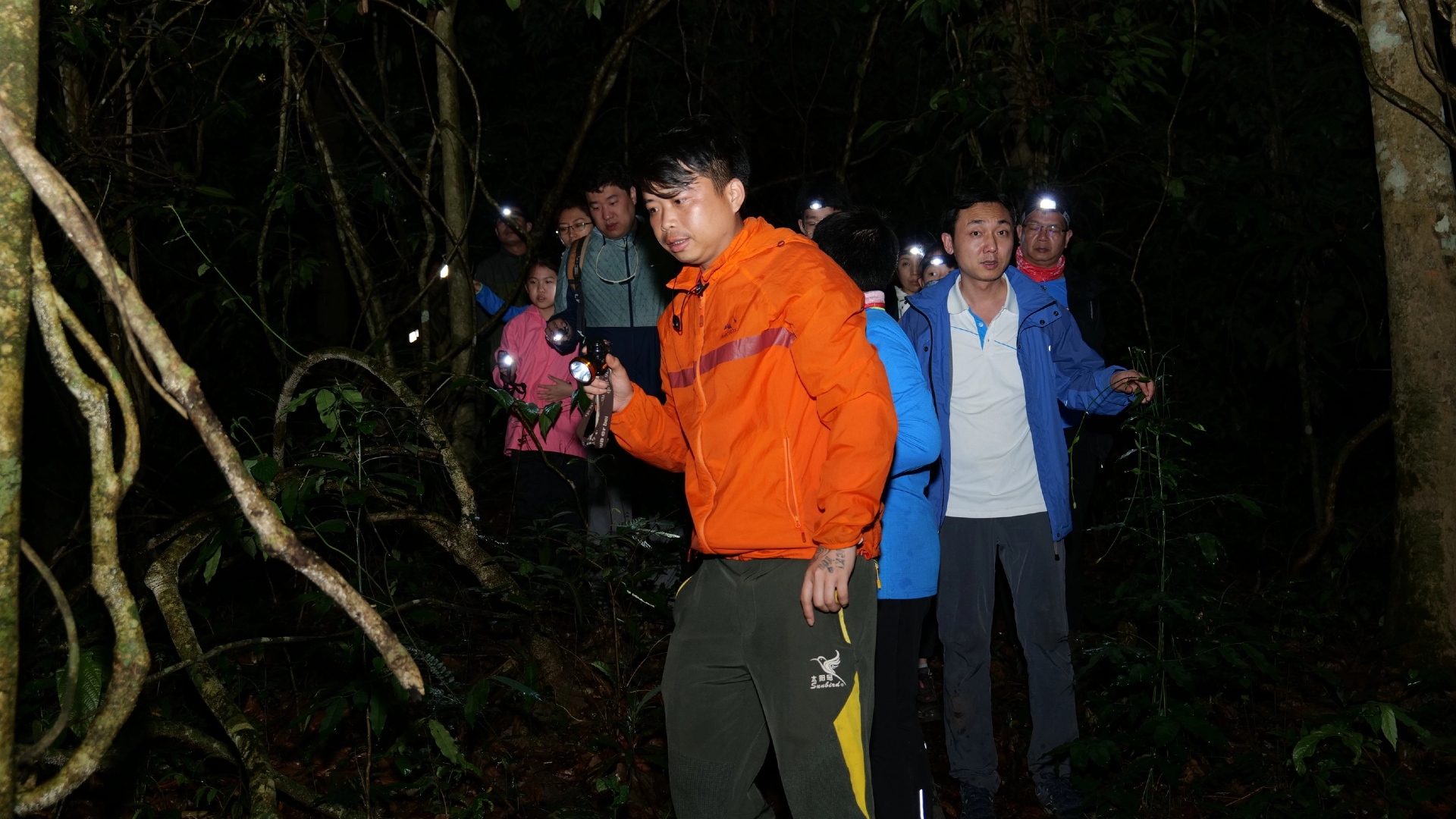 乘船夜探雨林·萤火虫与夜行动物