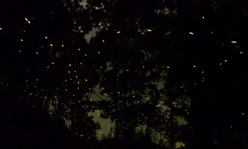 乘船夜探雨林 · 暗夜中的生命交响
